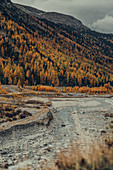 Herbstlicher Wald am Morteratschgletscher, Oberengadin, Engadin, Schweiz, Europa