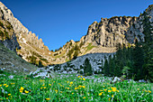 Flower meadow with Kenzenkopf in the background, Kenzenkar, Ammergau Alps, Swabia, Bavaria, Germany