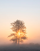Morning fog in the Mönchbruch nature reserve near Mörfelden Walldorf, Hesse, Germany