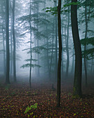 Morning fog in the Felsenmeer in summer, Lautertal, Odenwald, Hessen, Germany