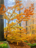 Morgennebel im Felsenmeer im Herbst, Lautertal, Odenwald, Hessen, Deutschland