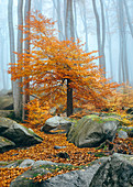 Morgennebel im Felsenmeer im Herbst, Lautertal, Odenwald, Hessen, Deutschland