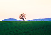 Evening sun over meadows and fields, Niefern, Grand Est, Alsace, France