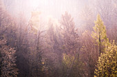 Morgendliche Sonnenstrahlen im Wald, Odenwald, Hessen, Deutschland