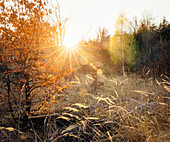 Morning sun rays in autumn forest, Odenwald, Hesse, Germany