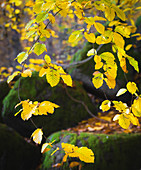Herbst im Wald, herbstliche Blätter, Odenwald, Hessen, Deutschland