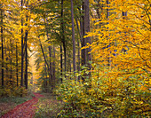 Autumn in the forest, autumnal leaves, Odenwald, Hessen, Germany