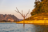 Dead trees in the water during boat trip on Ratchaprapha Lake in the evening light, Khao Sok National Park, Khao Sok. Thailand
