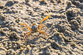 Attacking crab in Buffalo Bay, Koh Phayam. Thailand