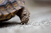 A close up of a tortoises foot, Stigmochelys pardalis