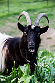Close up of black billy goat on a farm.