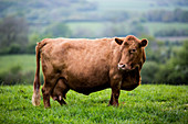 Brown cow standing on a farm pasture.