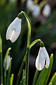 Close up of a field of snowdrops in spring.