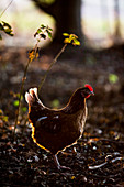 A free range chicken in woodland in early morning light.