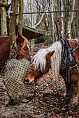 Two brown work horses standing in a forest, eating hay.