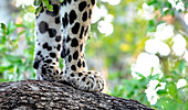 Die Vorderpfoten eines Leoparden (Panthera pardus) auf einem Baumstamm