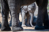Ein Elefantenkalb (Loxodonta africana) schaut zwischen den Beinen seiner Mutter nach unten