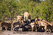 Female lions feeding on a dead elephant carcass.