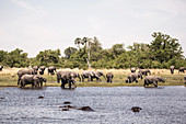 A group of hippopotamus in the water and a herd of elephants gathering at water hole