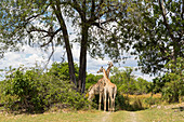 Giraffen unter Bäumen, Moremi Game Reserve, Botswana