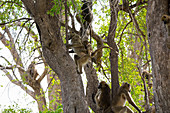 A family of baboons under the trees in a game reserve.