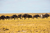 Eine Herde Gnus in der Kalahari-Wüste