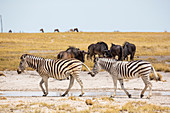 Burchell-Zebra und Gnu, Kalahari-Wüste, Makgadikgadi-Salzpfannen, Botswana
