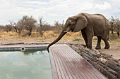 An elephant drinking with its trunk from a wildlife reserve camp swimming pool.