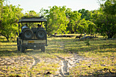 Tourists in a safari jeep observing a pack of wild dogs in woodland.