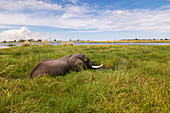 Ein ausgewachsener Elefant mit Stoßzähnen, der durch Wasser und Schilf watet