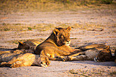 A group of lions resting in shade.