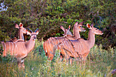 Kudu bei Sonnenuntergang, Botswana