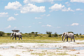 Two elephants in Nxai Pan, Botswana