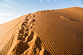 Ascent to the Big Daddy Dune at Sossusvlei in the morning light, Sesriem, Namibia