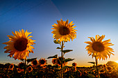 Sonnenblumen auf einem Feld in der Abendstimmung bei Gegenlicht, Aubing, Oberbayern, Bayern, Deutschland, Europa