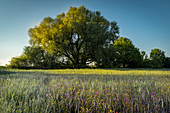 Wildflowers in front of a large tree in the morning mood. Bavaria, Germany, Europe,