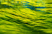 Long exposure of water grass in the amper. Detail shot. Amper, Upper Bavaria, Bavaria, Germany, Europe