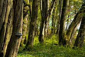 Wald in der Aubinger Lohe, alte Bäume, Oberbayern, Bayern, Deutschland, Europa