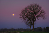 Der Super Mond in der Morgenstimmung mit Wegkreuz und alleinstehenden Baum auf einem Feld, Oberbayern, Bayern, Deutschland, Europa
