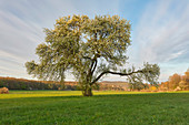 Nussbaum bei Birklingen, Holzwiesen, Birklingen, Iphofen, Kitzingen, Unterfranken, Franken, Bayern, Deutschland, Europa