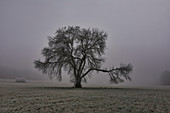 Obstbaum bei Birklingen, Iphofen, Kitzingen, Unterfranken, Franken, Bayern, Deutschland, Europa