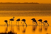 Frankreich, Bouches-du-Rhône, Regionaler Naturpark Camargue, Saintes-Maries-de-la-Mer, Sümpfe, Flamingo