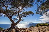 France, Bouches-du-Rhône, National park of Calanques, Cassis, the bay of Cassis since the summit of the cliffs of the Cap Canaille, in the background the Calanques and island of Riou