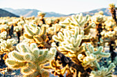 Cholla Cactus Garden, Joshua-Tree-Nationalpark, Pinto-Becken, Kalifornien, USA