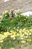Murmeltier zwischen gelben Blüten, Forcola Pass, Livigno, Provinz Sondrio, Lombardei, Italien, Europa