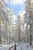 Spaziergang im Landschaftschutzgebiet Lärchenwiesen beim ersten Schnee, Spätherbst auf dem Mieminger Plateau, Tirol, Österreich