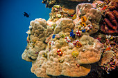 Underwater in the sea off Malekula, Vanuatu, South Pacific, Oceania