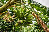 Plantains on the tree, Efate, Vanuatu, South Pacific, Oceania