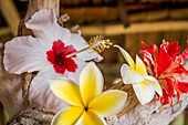 Bunte tropische Blüten in einer Hütte, Efate, Vanuatu, Südsee, Ozeanien