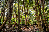 Kopra plantation on Malekula, Vanuatu, South Pacific, Oceania